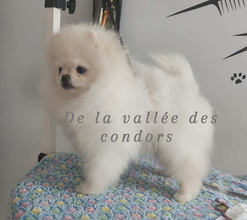 de la vallee des Condors - Chiot disponible  - Spitz allemand