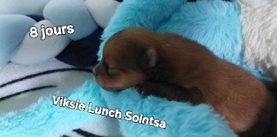 Viksie Lunch Solntsa