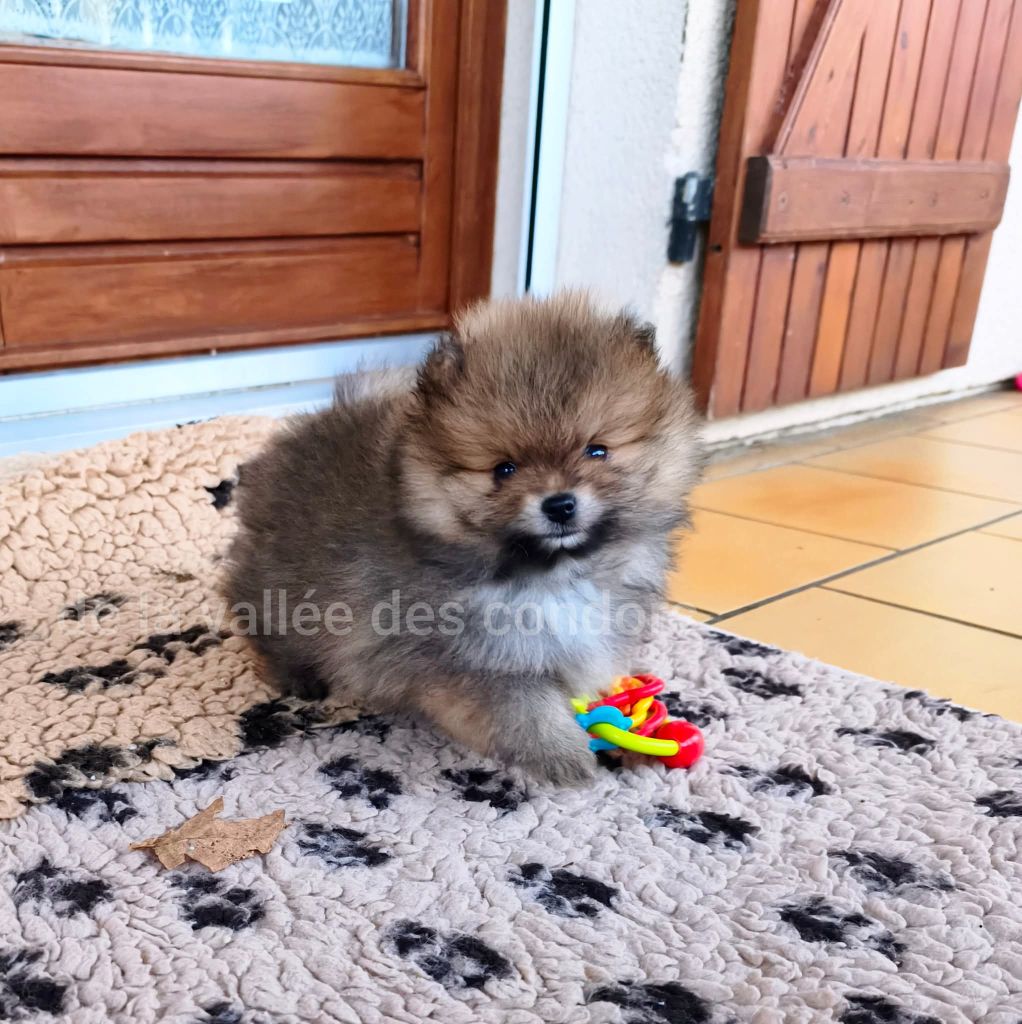 de la vallee des Condors - Joli garcon disponible à la réservation 