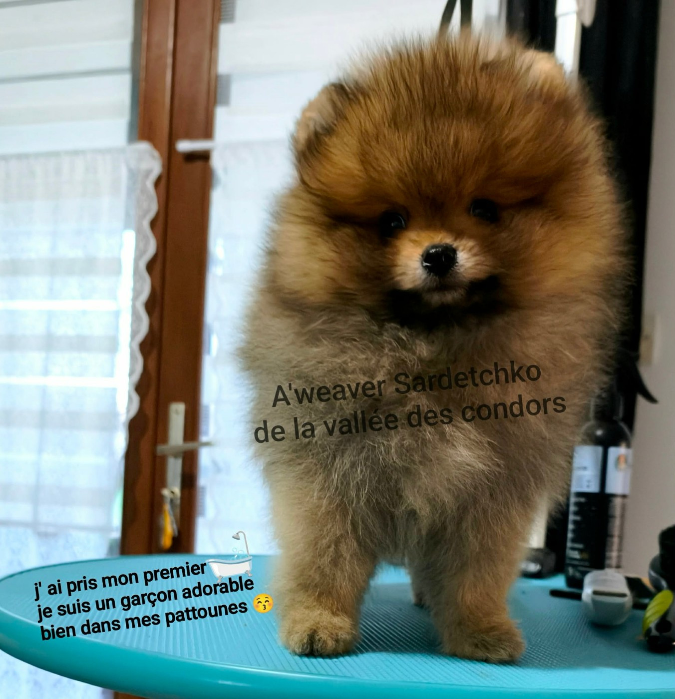 de la vallee des Condors - Mâle couleur Fauve