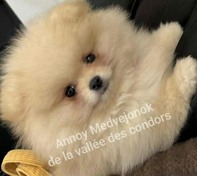 de la vallee des Condors - Garçon couleur sable