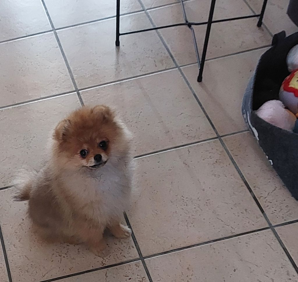 Male pom