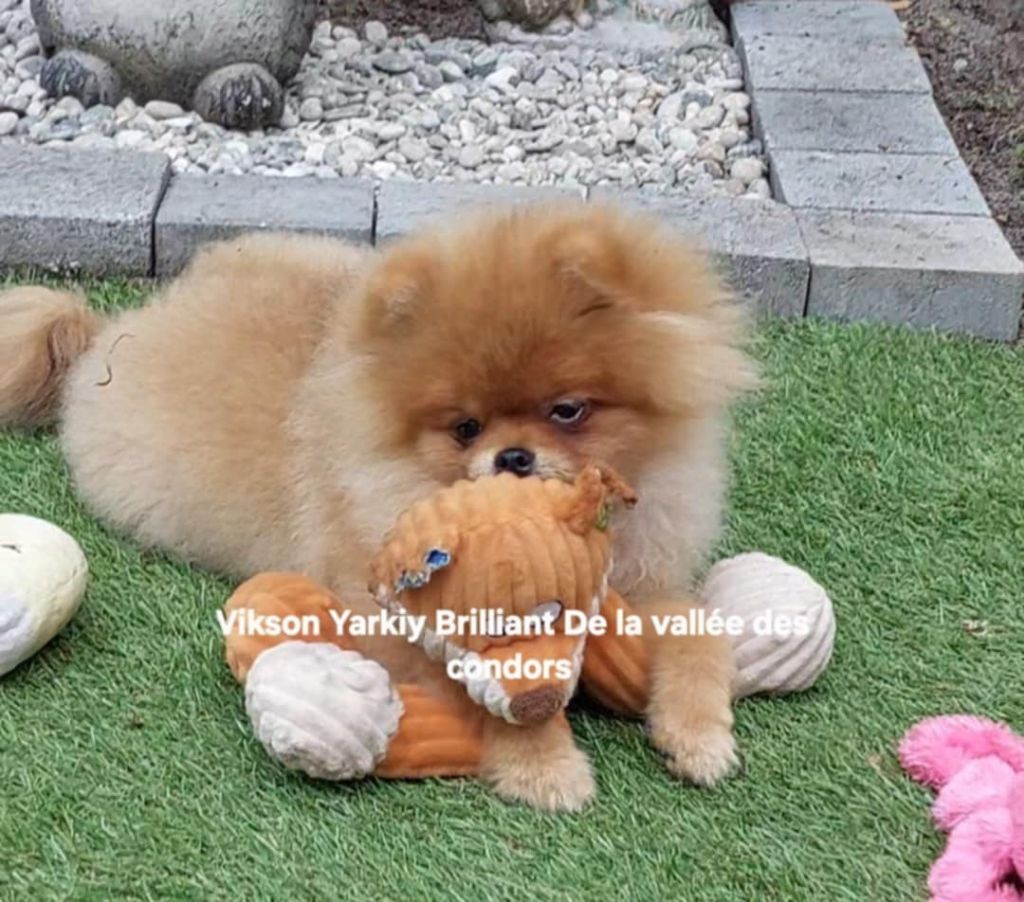 Male LOF typé pom disponible 