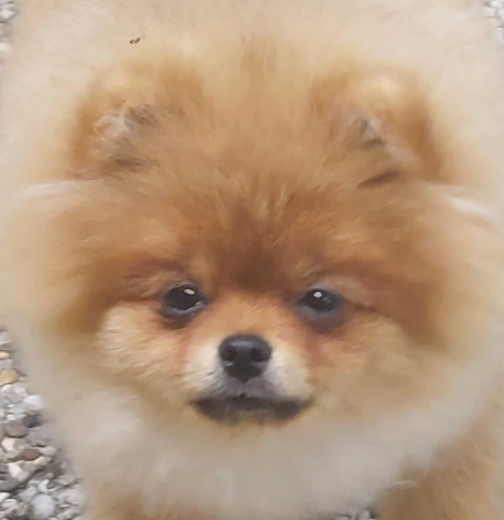 Vikson 