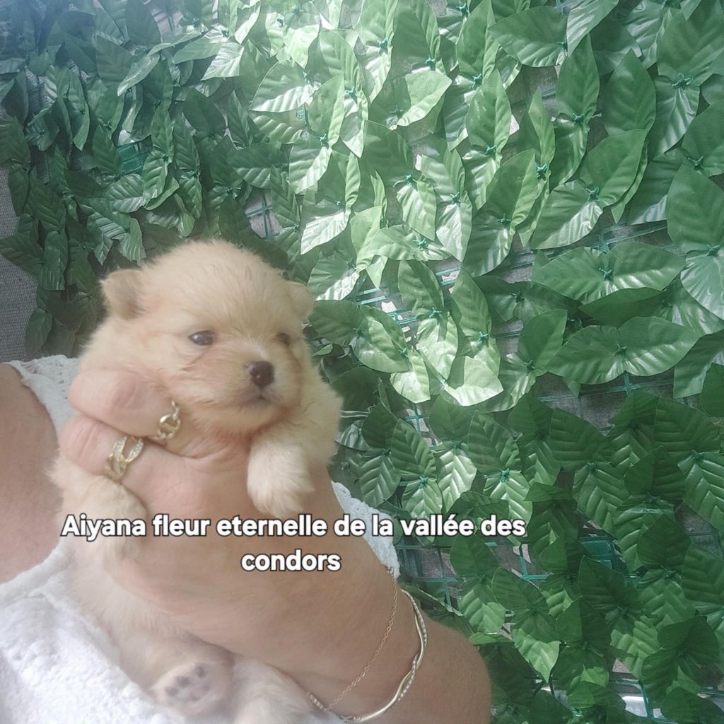 de la vallee des Condors - Chiots disponibles - Spitz allemand