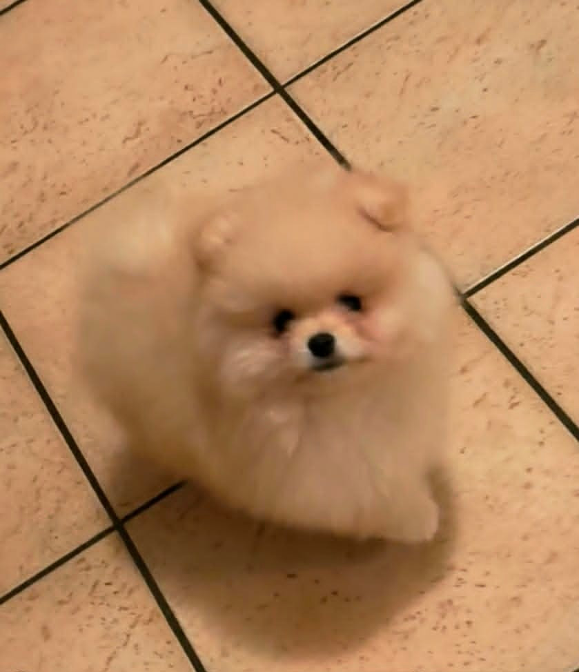 de la vallee des Condors - Spitz allemand - Portée née le 21/09/2025