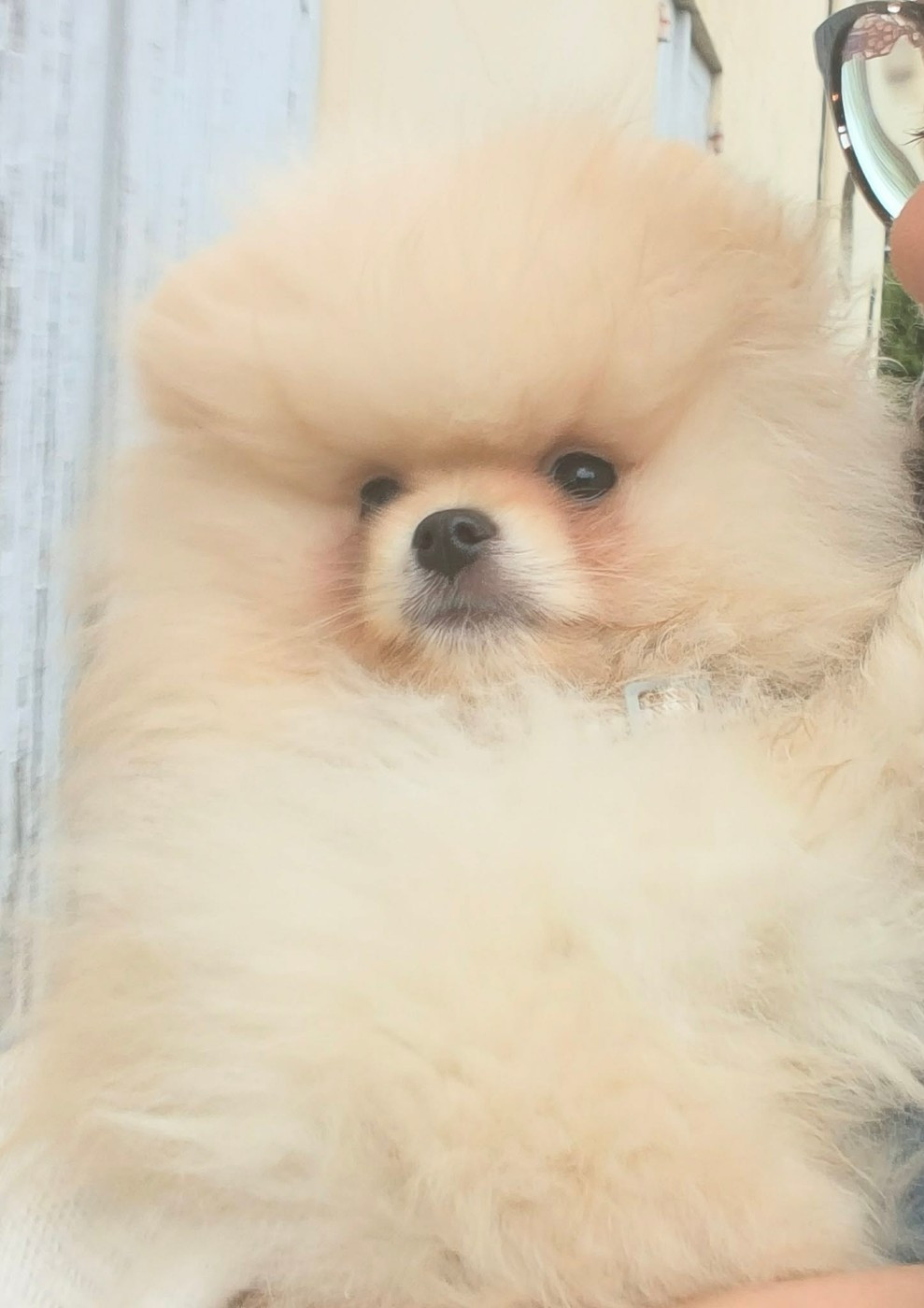 Chiot Spitz allemand de la vallee des Condors