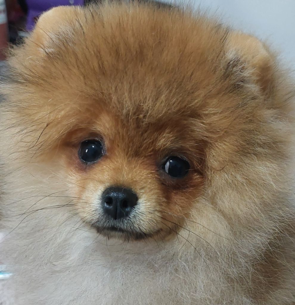 de la vallee des Condors - Chiots disponibles - Spitz allemand