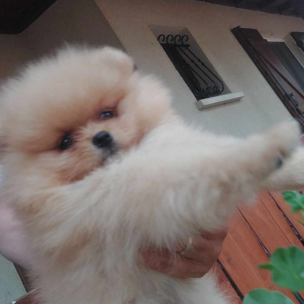 Angelique Marquise de Flo