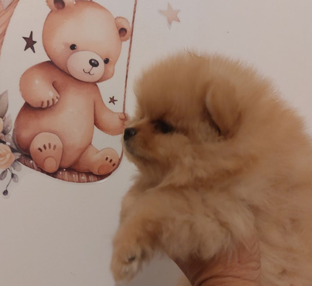 de la vallee des Condors - Chiots disponibles - Spitz allemand