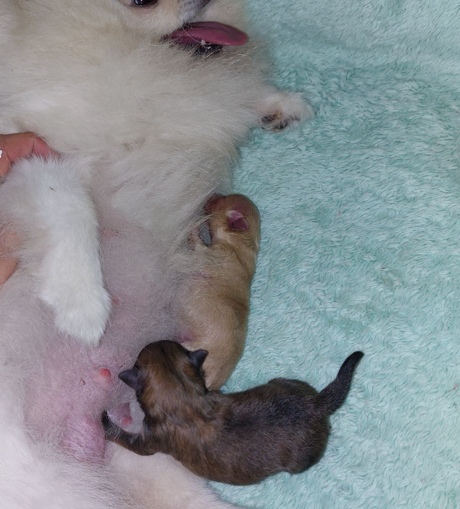 de la vallee des Condors - Spitz allemand - Portée née le 21/09/2025